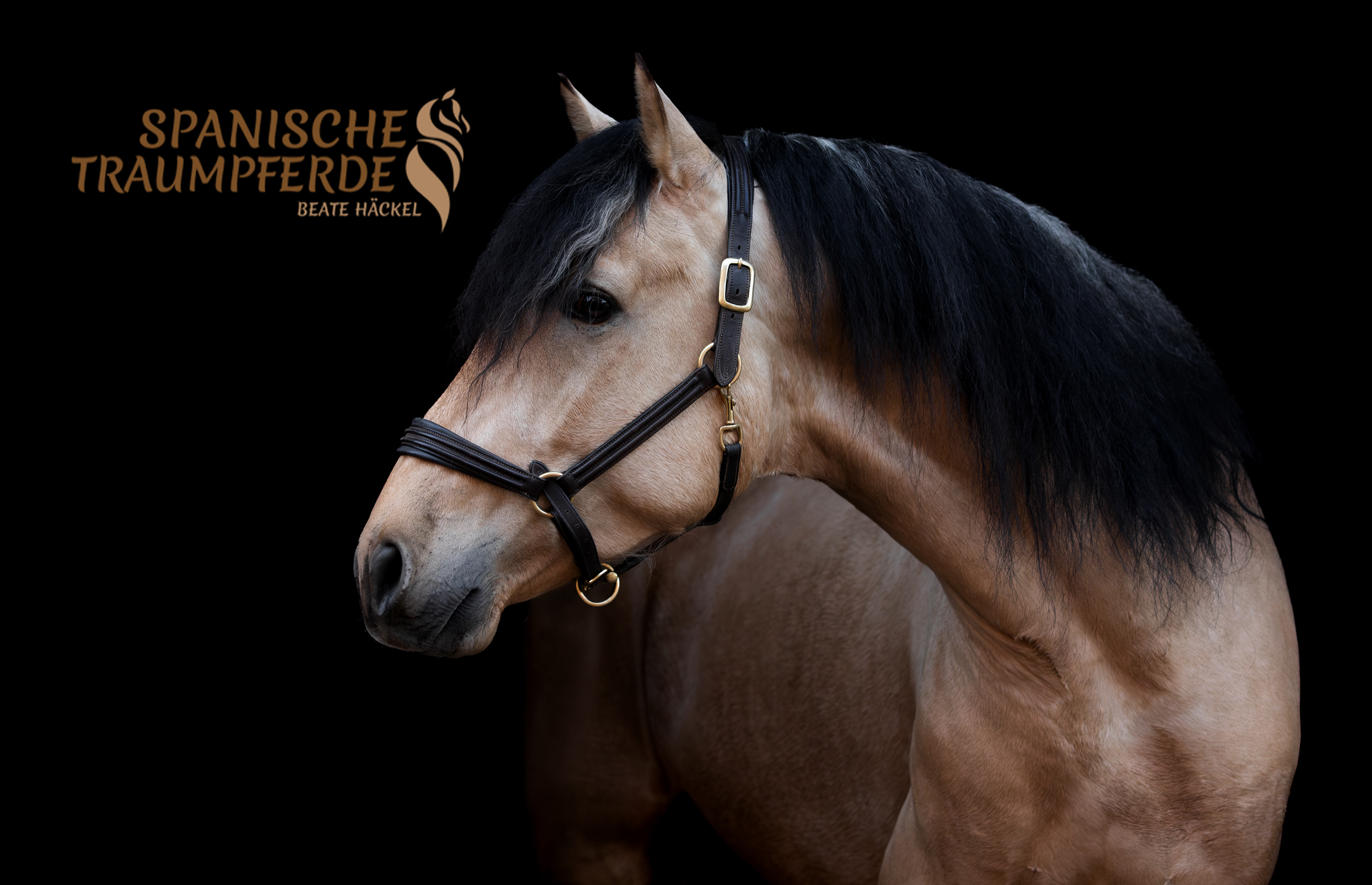 SULEIMAN SH, Pura Raza Español, Hengst, 2022